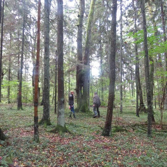 Liepiju-miskas.-M.Jankauskienes-n.jpg