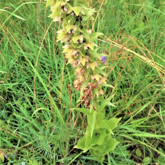 Iliustracija
