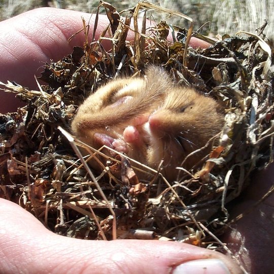 Hazel doormouse
