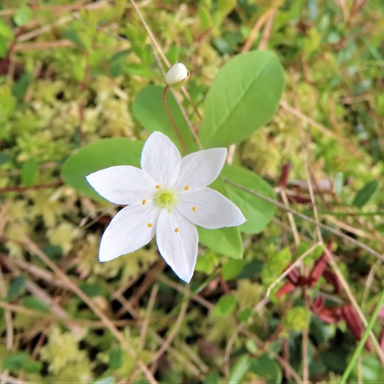 Iliustracija