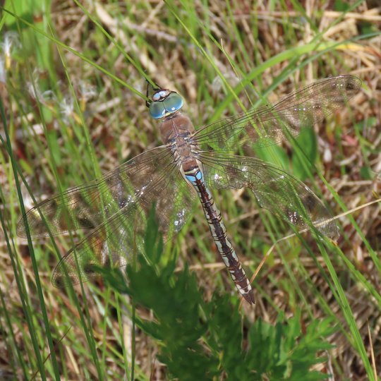 Iliustracija