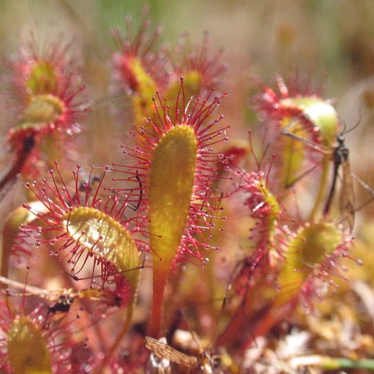 English sundew