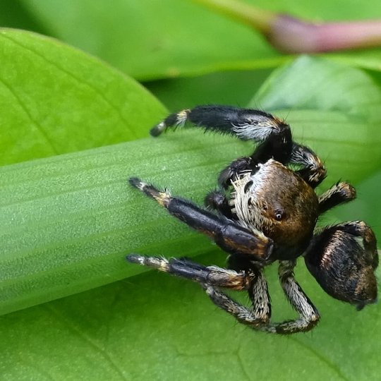 Iliustracija