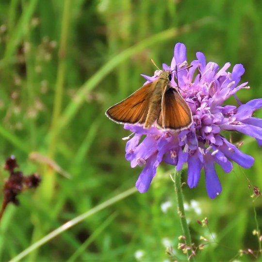 Iliustracija