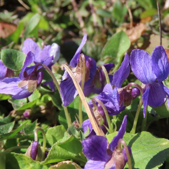 Iliustracija