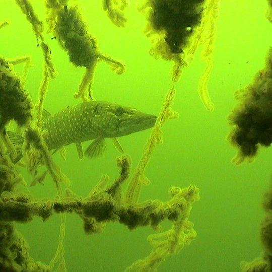 Pike