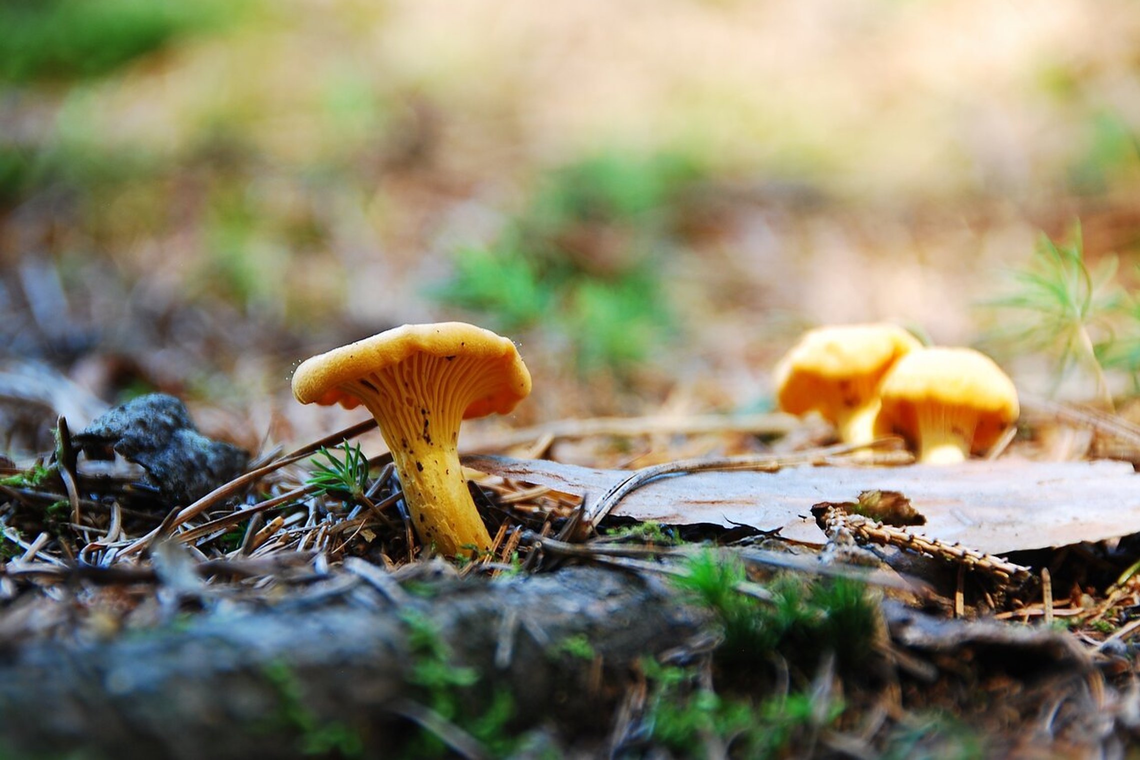 Iliustracija