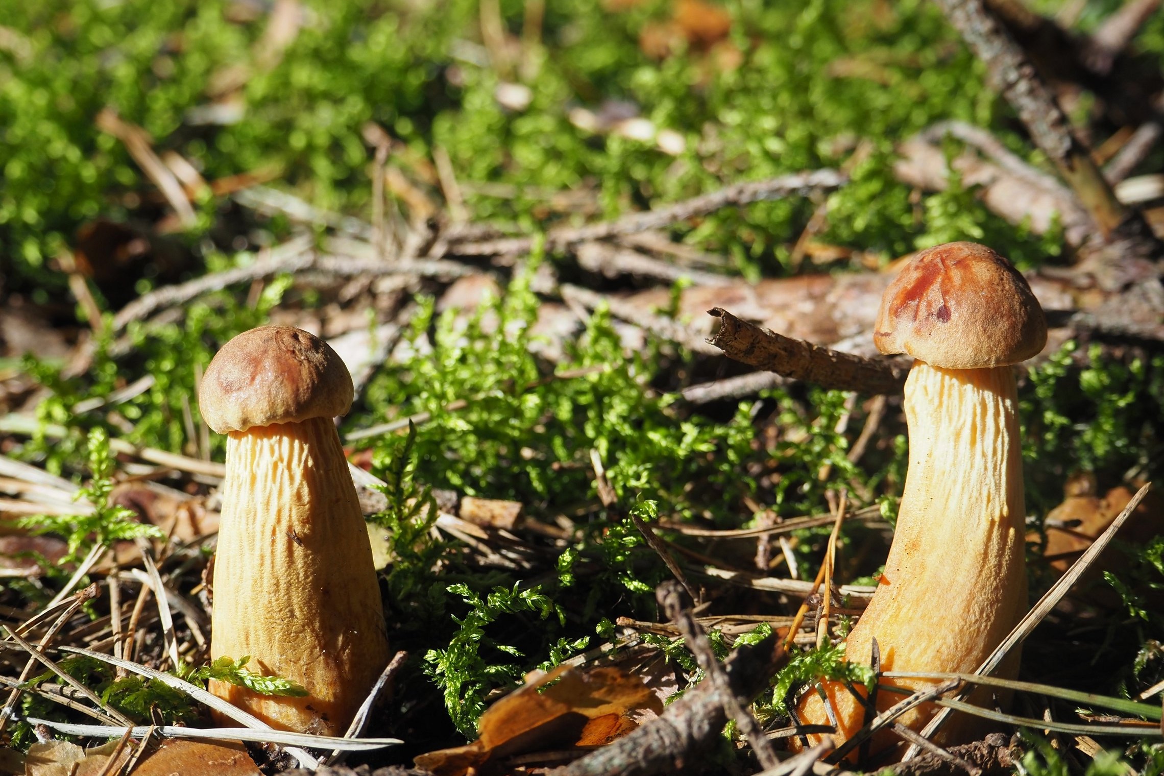 Iliustracija