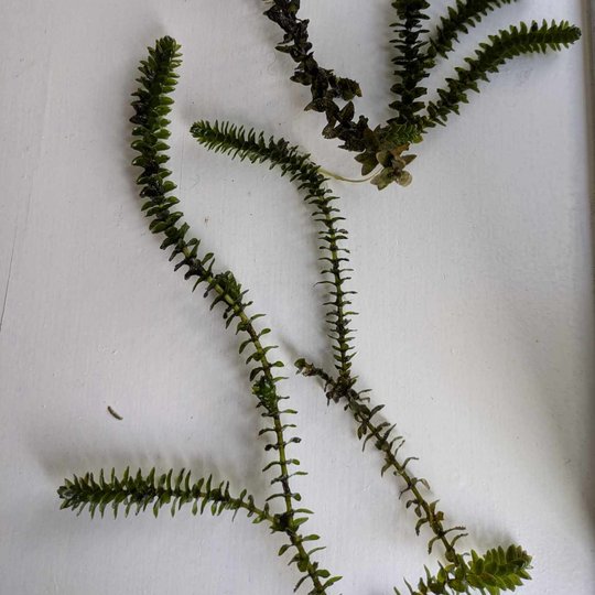 Iliustracija
