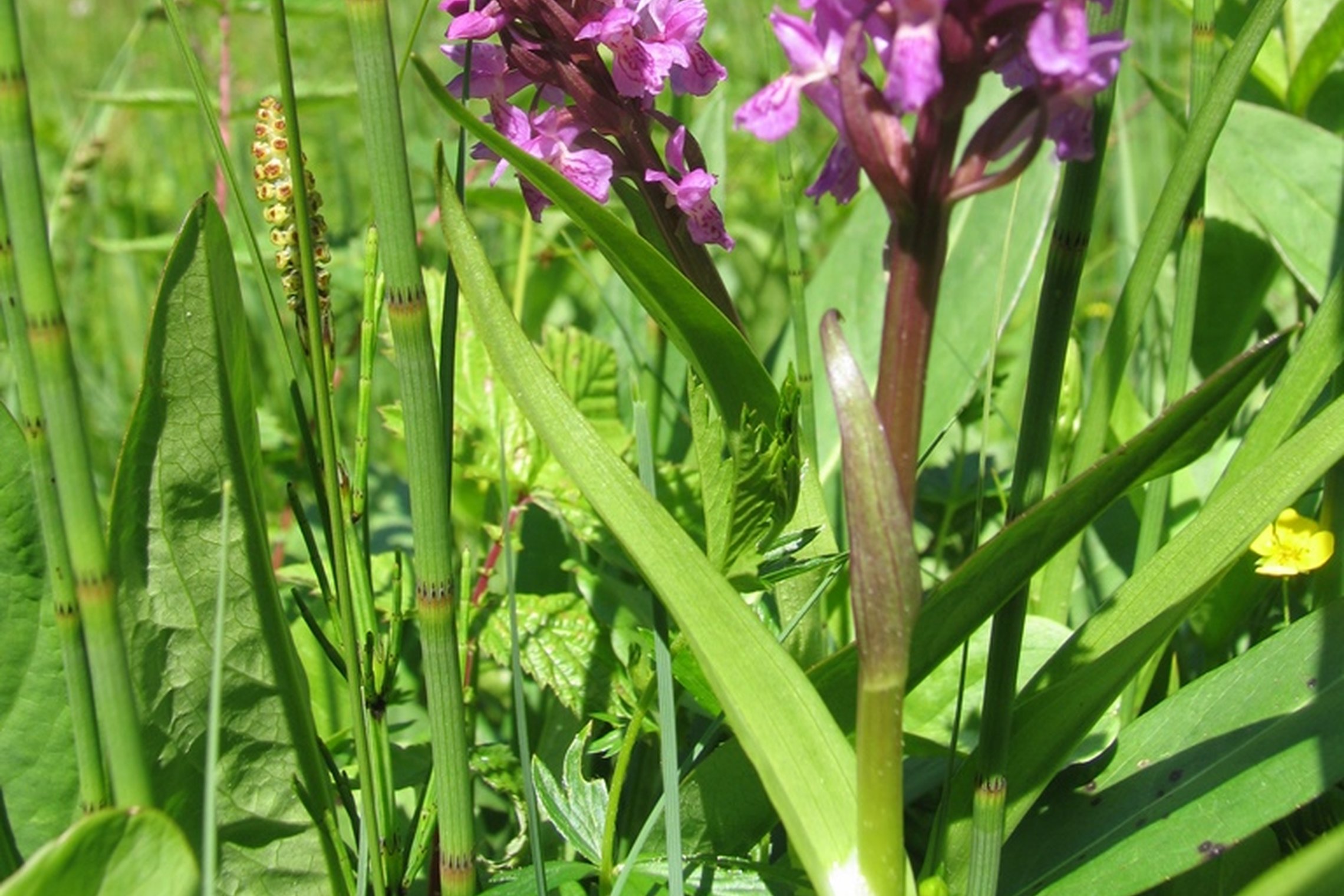 Iliustracija