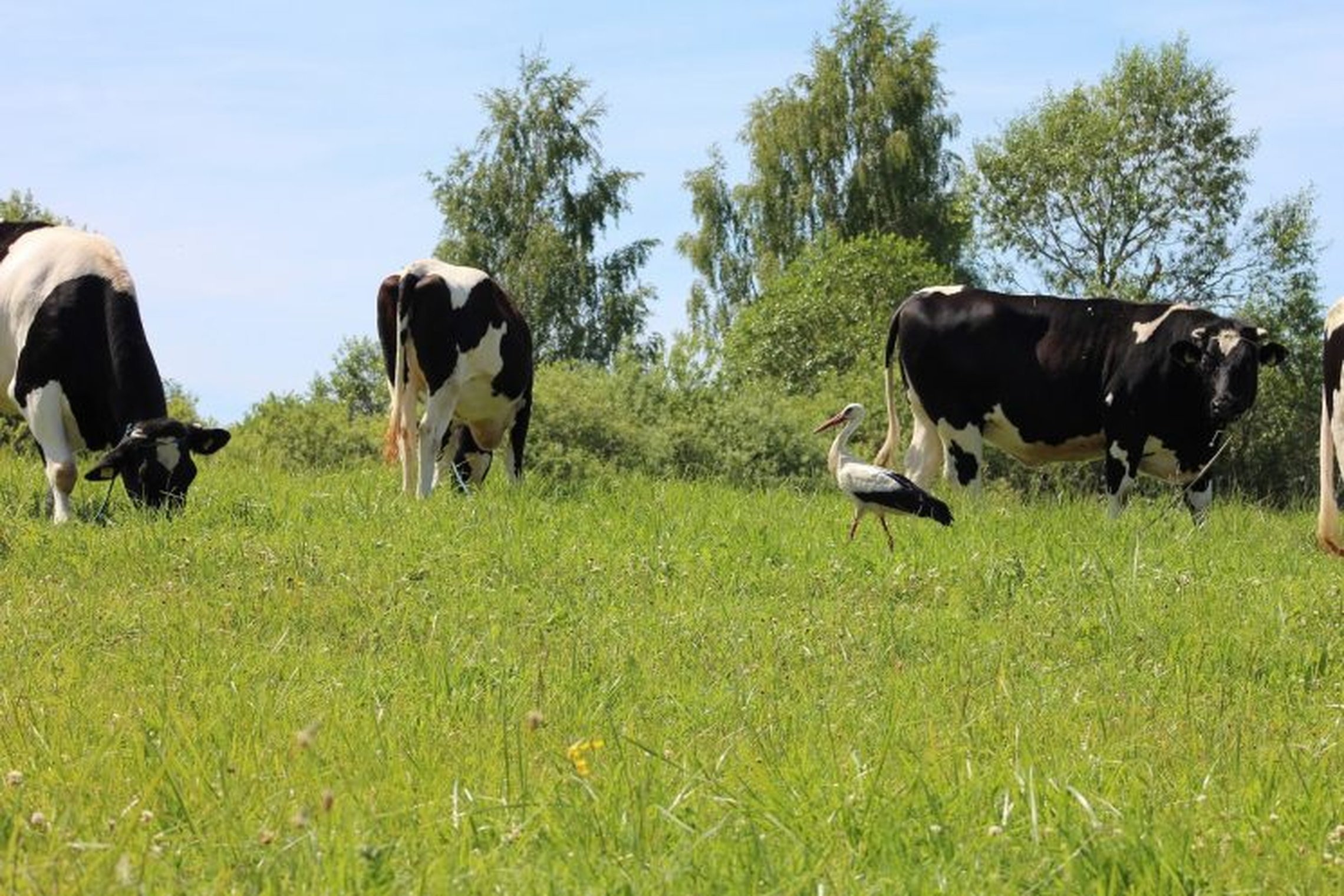 Pievoje ganosi karvės, vaikščioja gandras