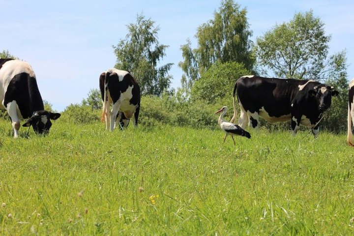 Pievoje ganosi karvės, vaikščioja gandras