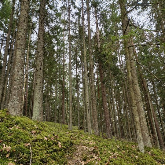 spygliuočių miškas