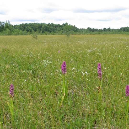 pelkė