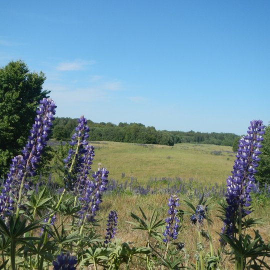 Lubinai