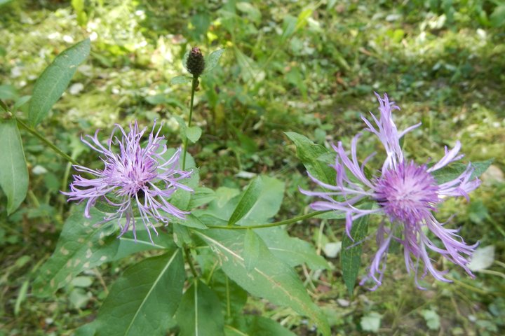 Juodgalvė bajorė (Centaurea phrygia)