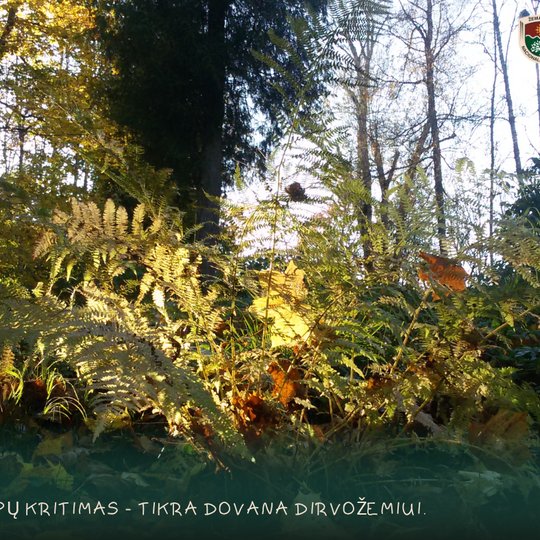 Koliažas