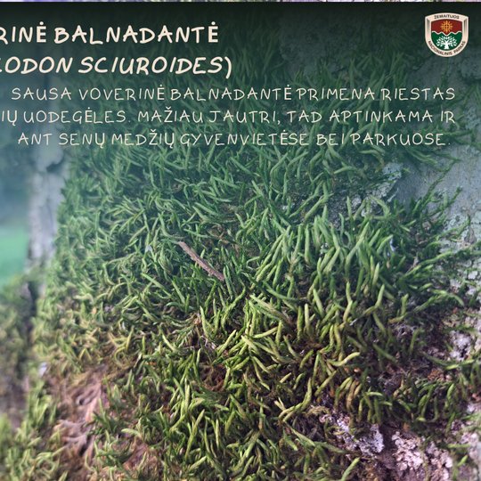 Iliustracija