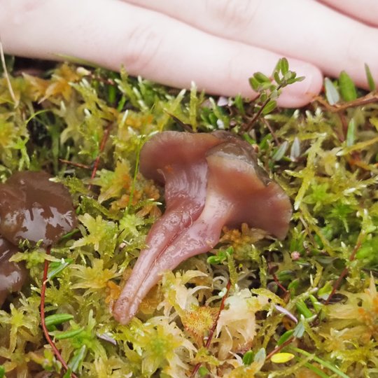 Iliustracija