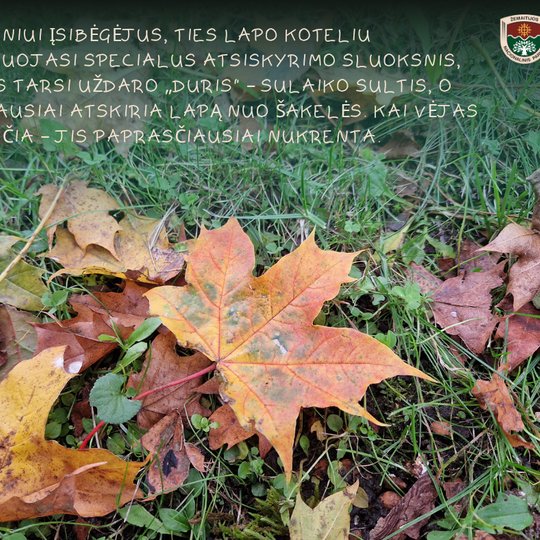 Koliažas