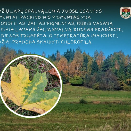 Koliažas