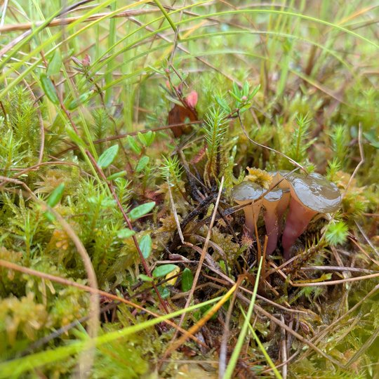 Iliustracija