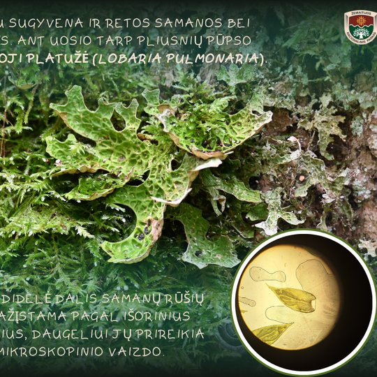 Iliustracija