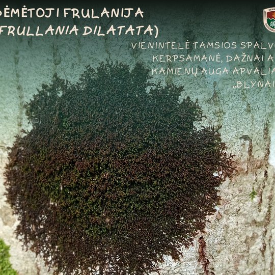 Iliustracija