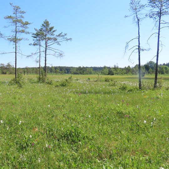 Iliustracija
