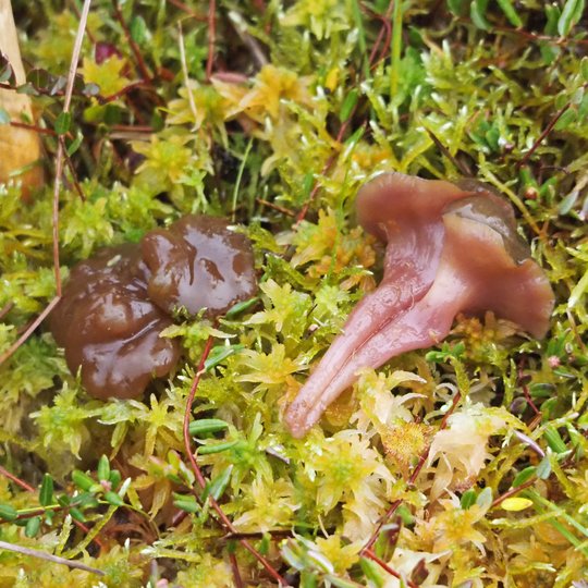 Iliustracija