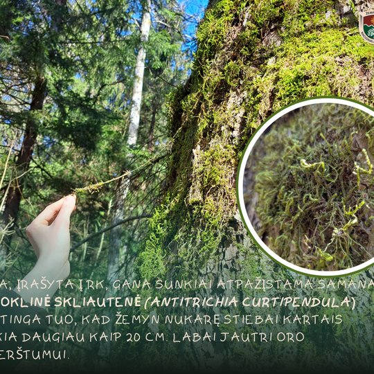 Iliustracija
