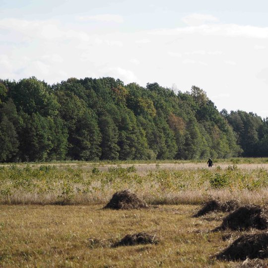 Iliustracija