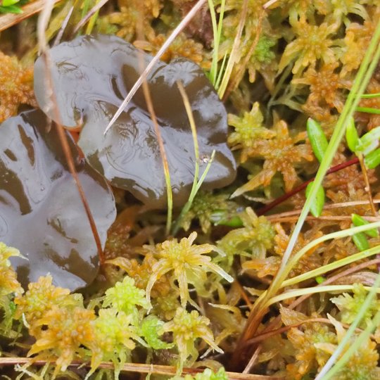 Iliustracija