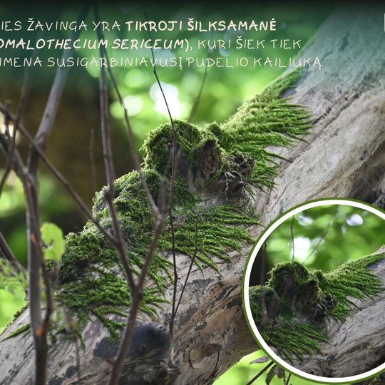 Iliustracija