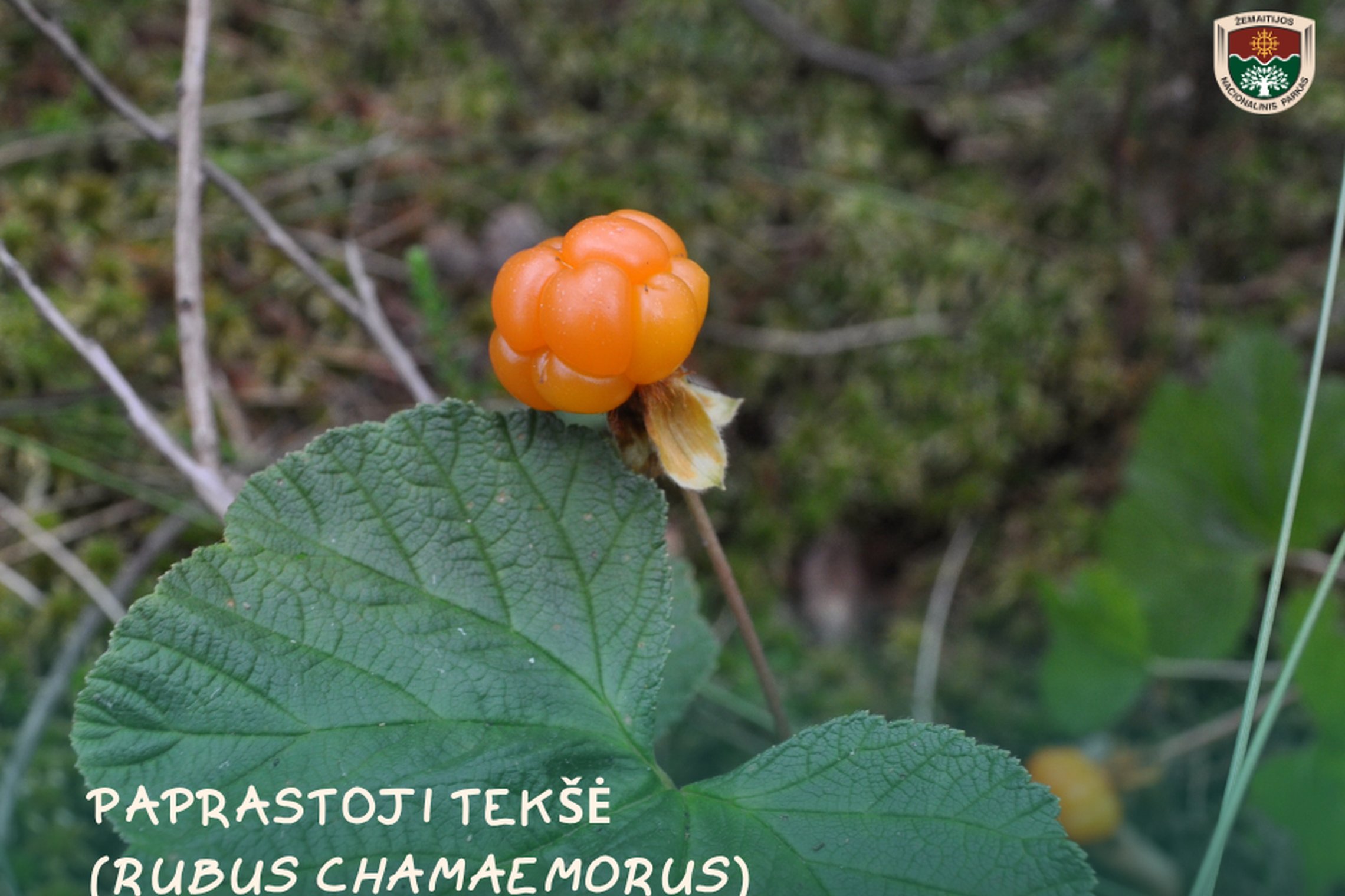 Iliustracija