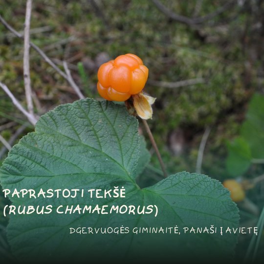Iliustracija