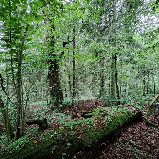 Iliustracija