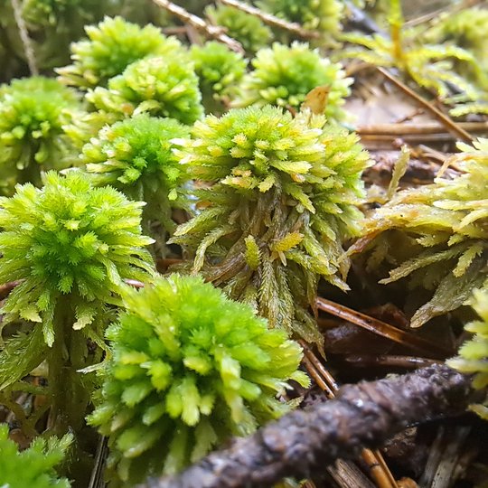 Iliustracija