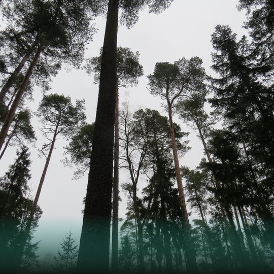 pušų viršūnės, dangus, tamsūs medžių siluetai