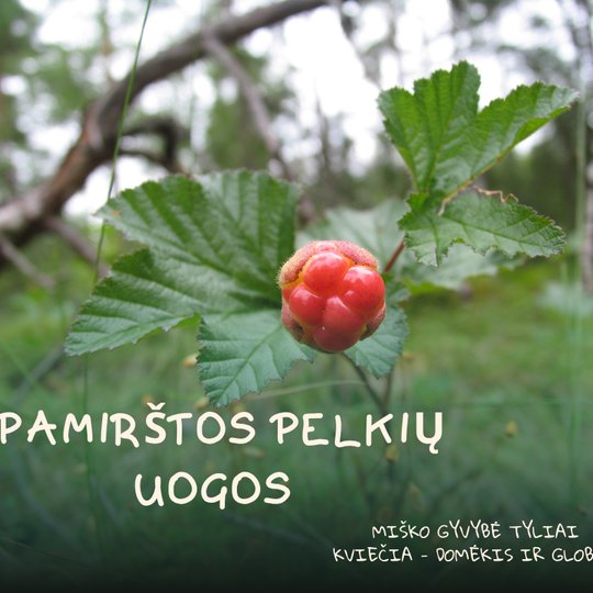 Iliustracija
