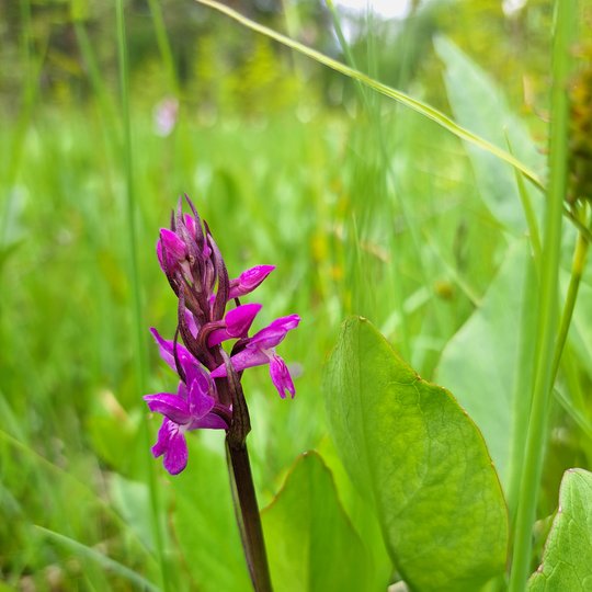 Iliustracija