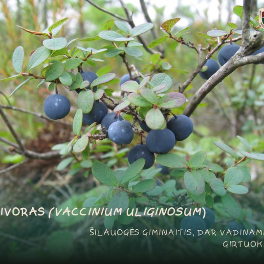 Iliustracija