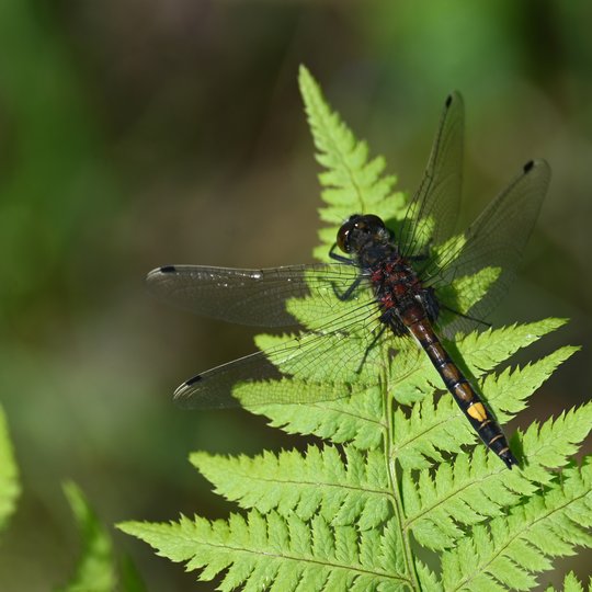 Iliustracija