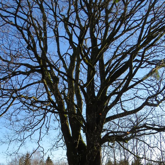 Iliustracija