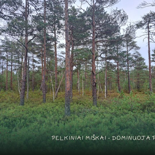 Pelkinis miškas, pelkė, skurdūs spygliuočiai, medžiai, pušys