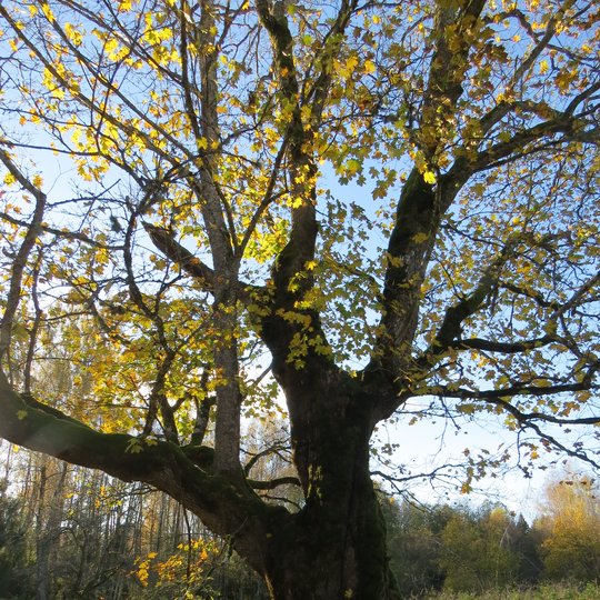 Iliustracija