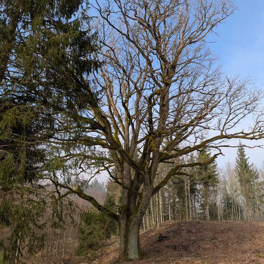 Iliustracija