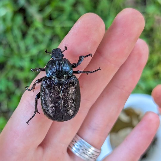 Iliustracija