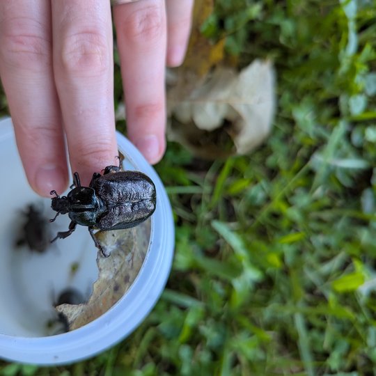 Iliustracija