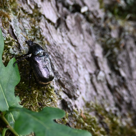 Iliustracija